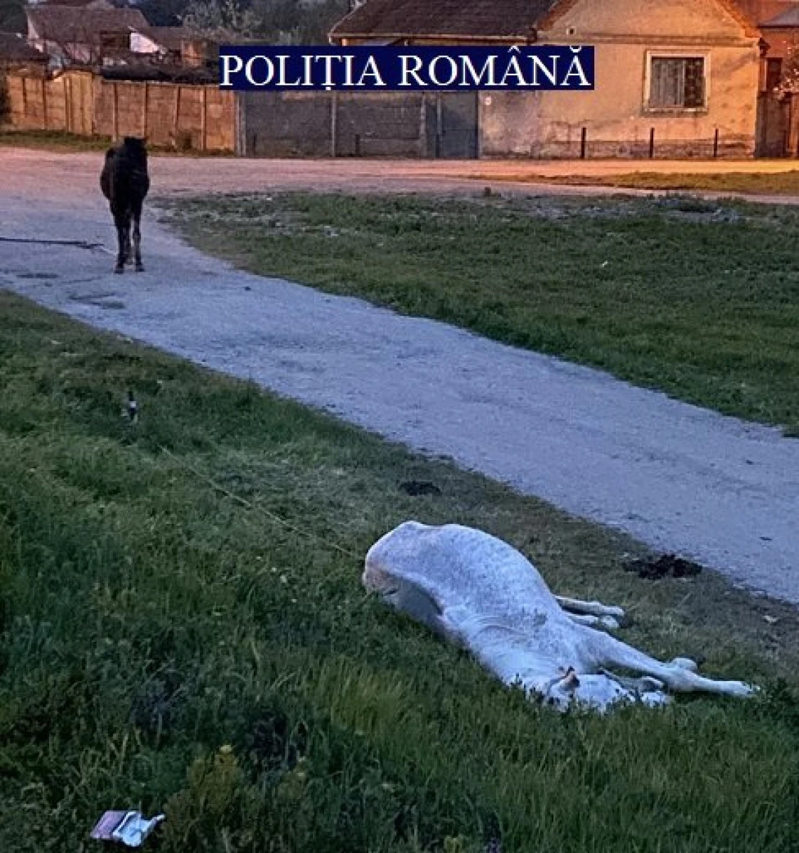 Poliția Animalelor a fost sesizată în cazul a doi cai abandonați pe străzile din municipiu
