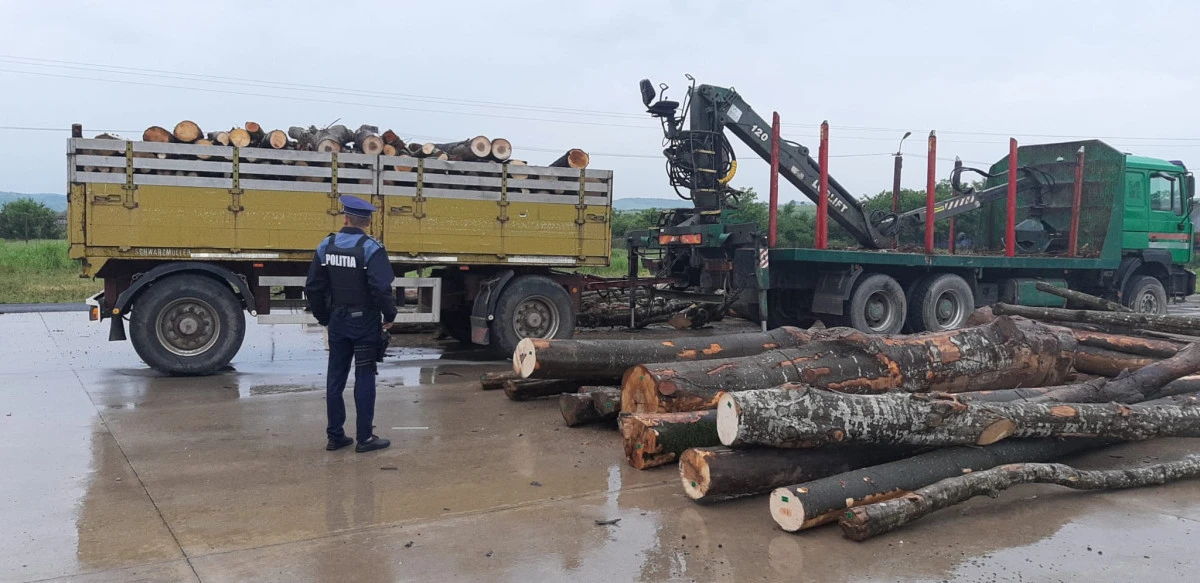 Polițiștii arădeni au indisponibilizat sute de metri cubi de lemn, în urma unei acțiuni la nivel de județ