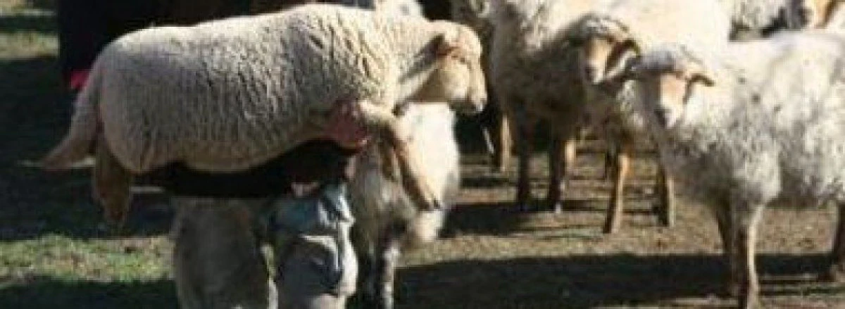 Polițiștii arădeni cercetează cinci bărbați bănuiți de furtul a 26 de ovine dintr-o fermă