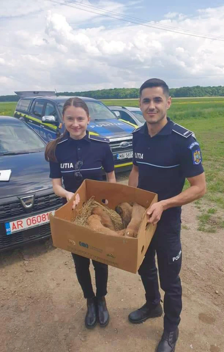 Polițiștii arădeni, “îngeri păzitori” pentru șapte suflete de cățel