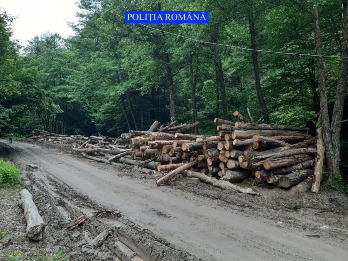 Polițiștii au confiscat opt camioane cu lemne tăiate ilegal din Moneasa