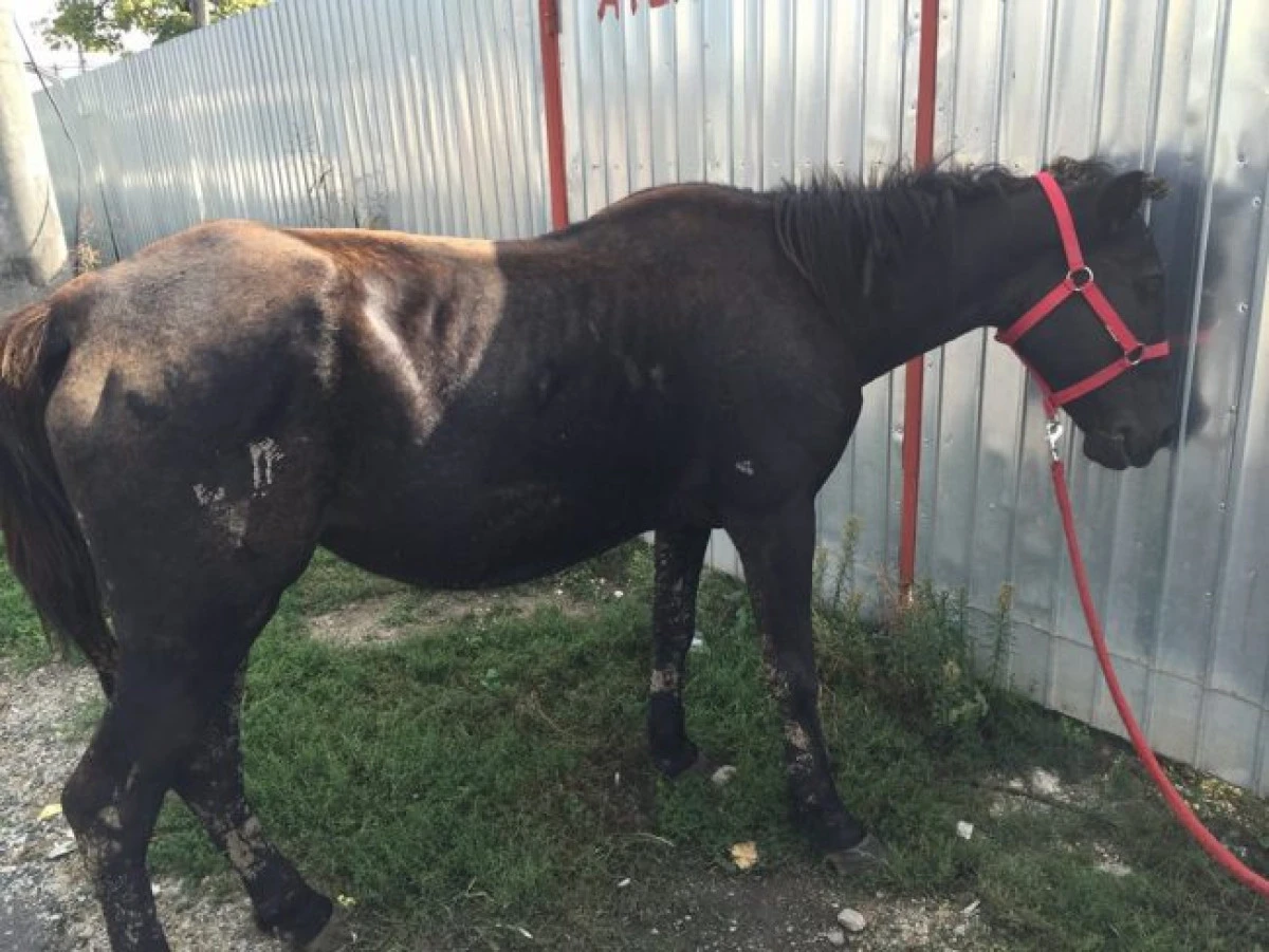 Polițiștii au prins în flagrant un hoț care a încercat să fure o iapă
