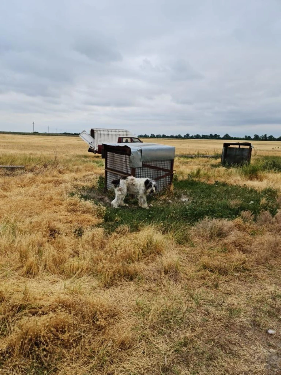 Polițiștii au verificat condițiile în care sunt ținute animalele din aproape 100 de stâne