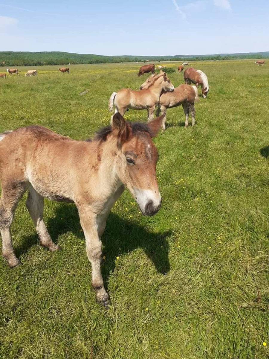 Polițiștii din Lipova au prins patru hoți de cai