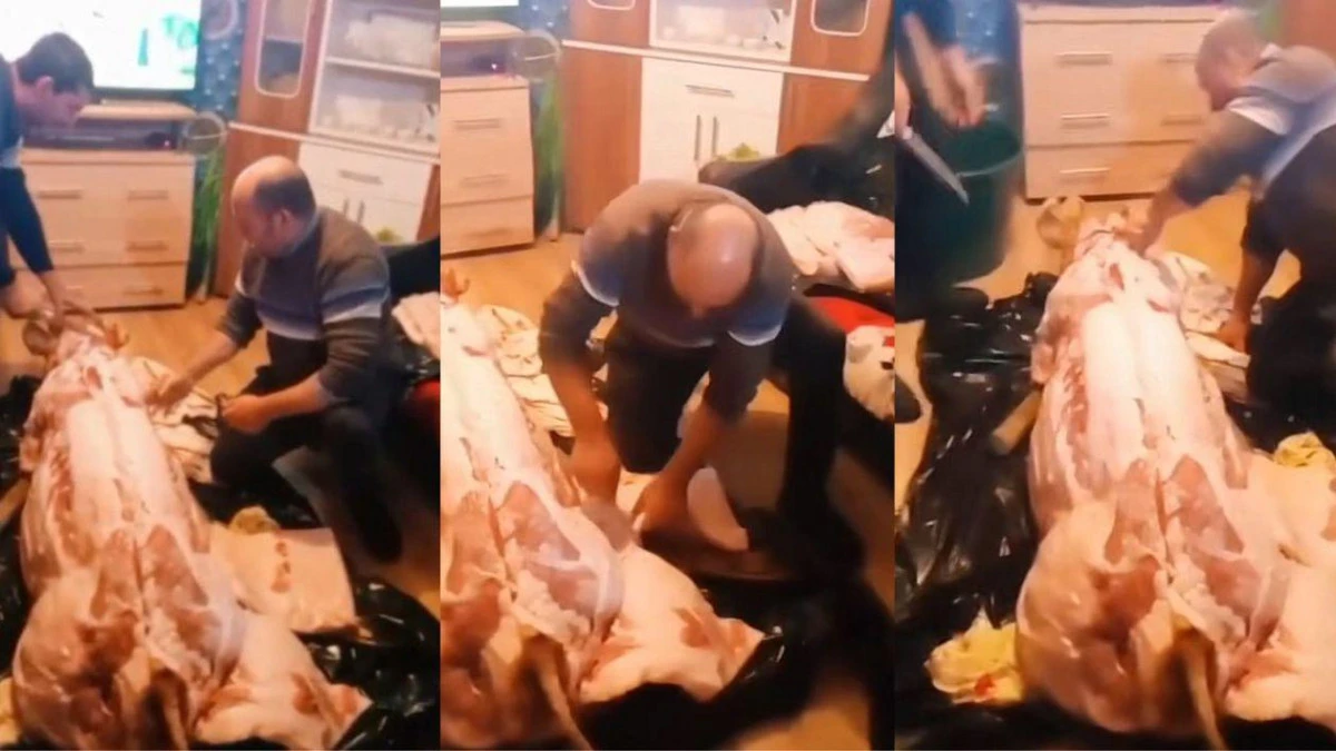 „Pomana porcului” într-o sufragerie! Câțiva români, virali pe Internet după ce au tranșat animalul în casă