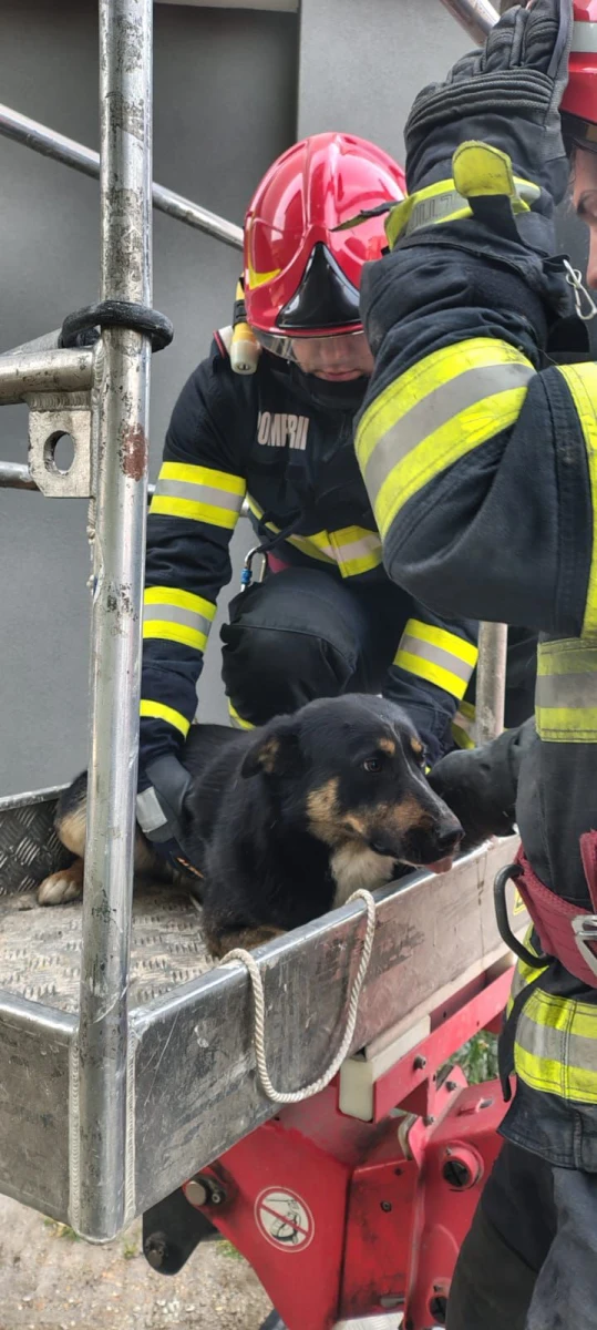 Pompierii arădeni au intervenit la peste 100 de situații de urgență în weekend. Un câine a fost salvat de pe acoperișul unui bloc