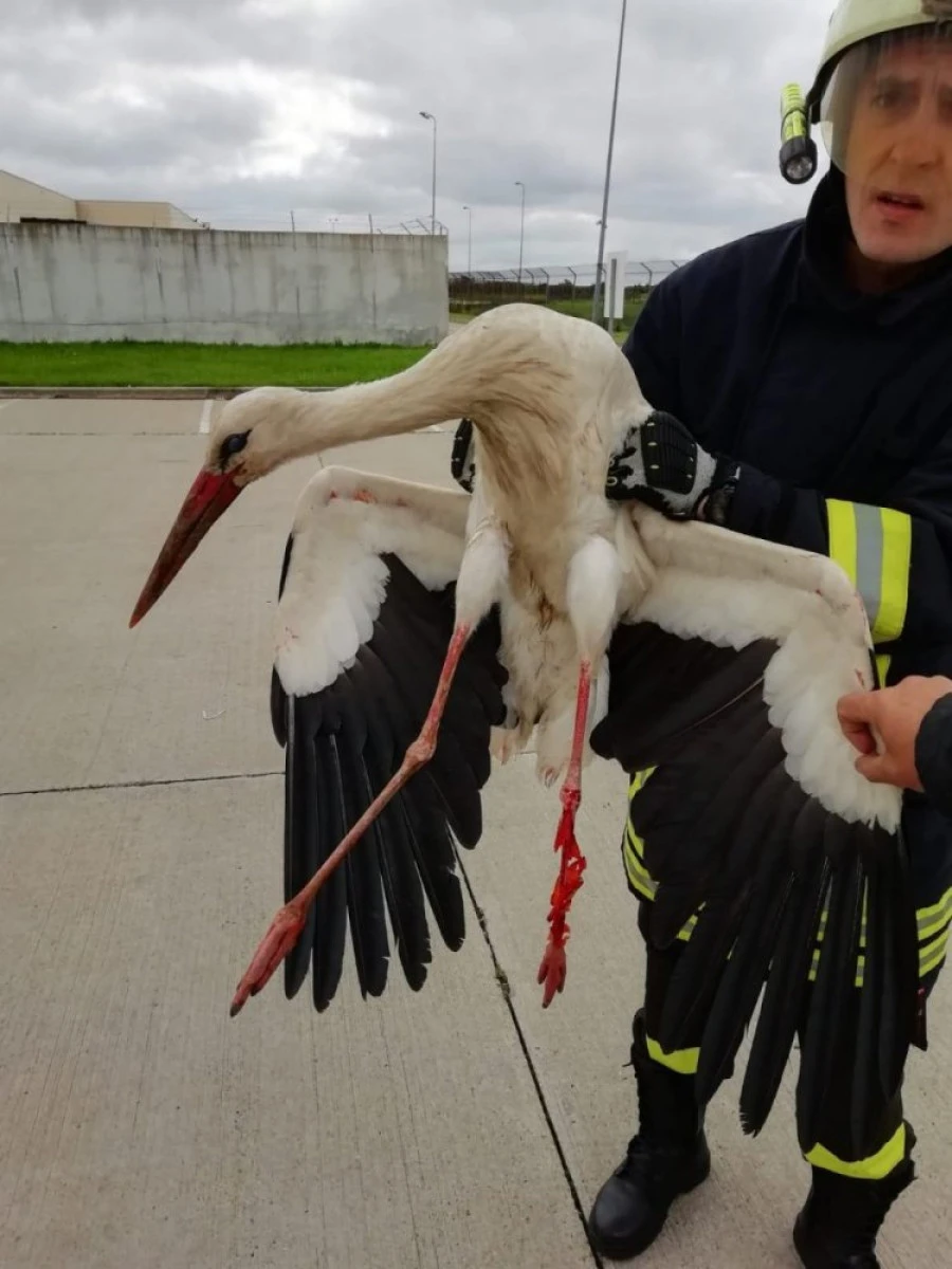 Pompierii arădeni au salvat o barză, care s-a agățat de un stâlp de iluminat
