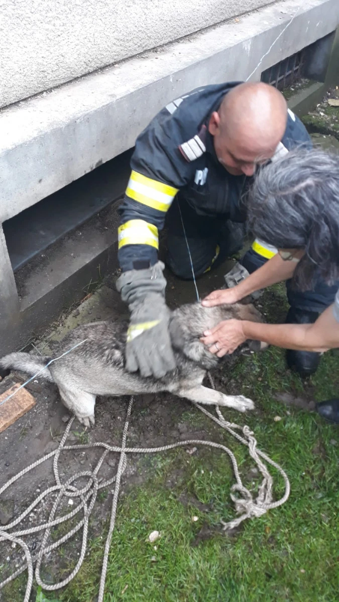Pompierii din Ineu au salvat un cățel căzut într-un canal de ventilație