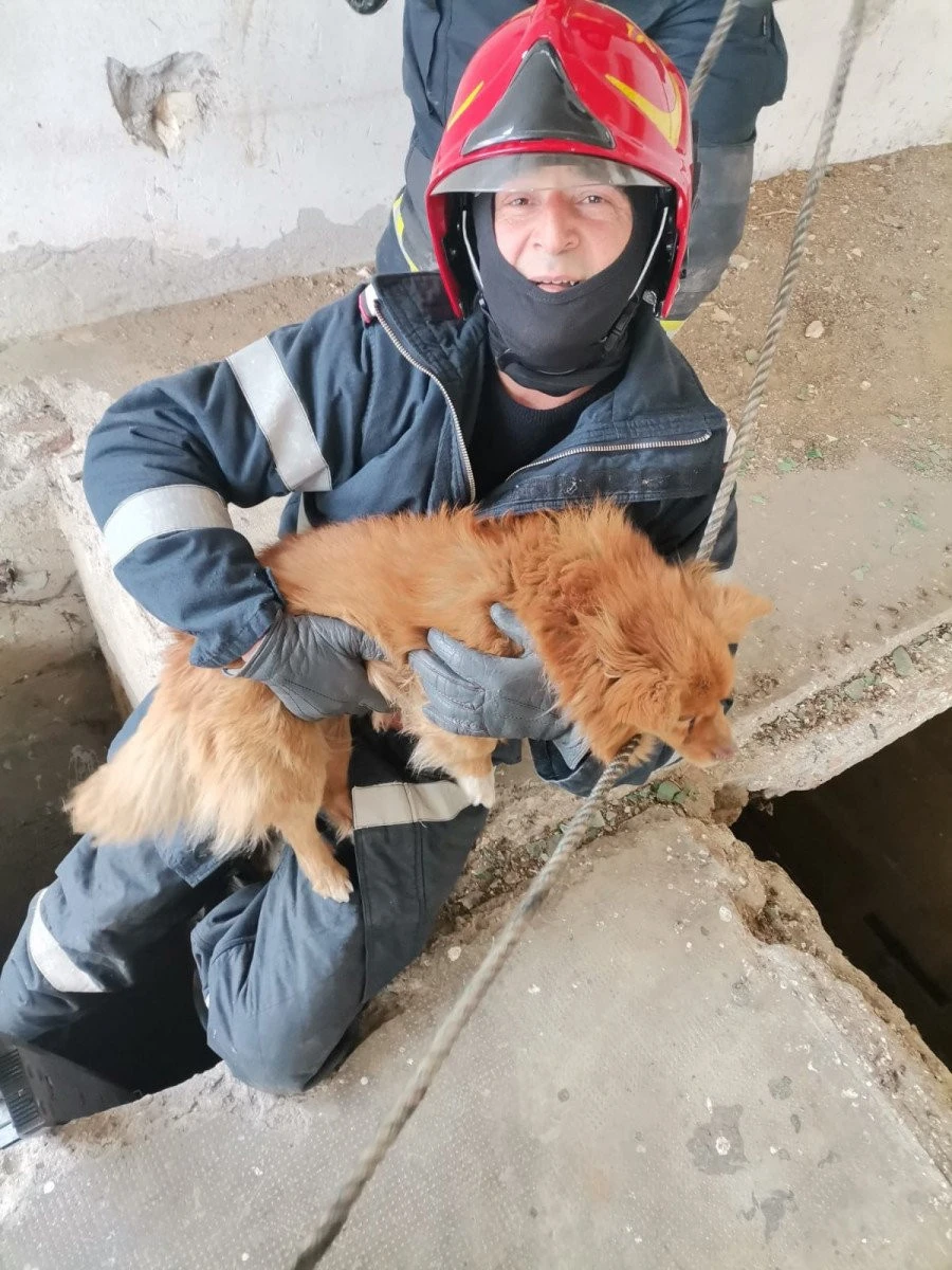 Pompierii s-au chinuit să salveze un cățel căzut într-un canal de 7 metri