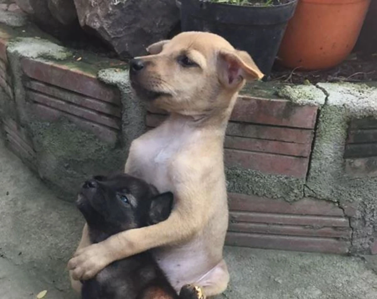 POVESTEA DIN SPATELE IMAGINII VIRALE CU CĂȚELUȘII ÎMBRĂȚIȘAȚI