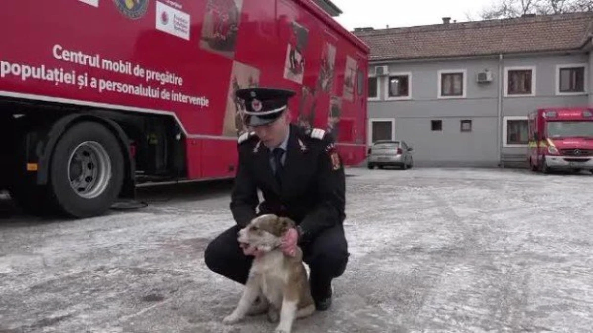 Povestea lui Moby, câinele salvat din flăcări și angajat la pompieri