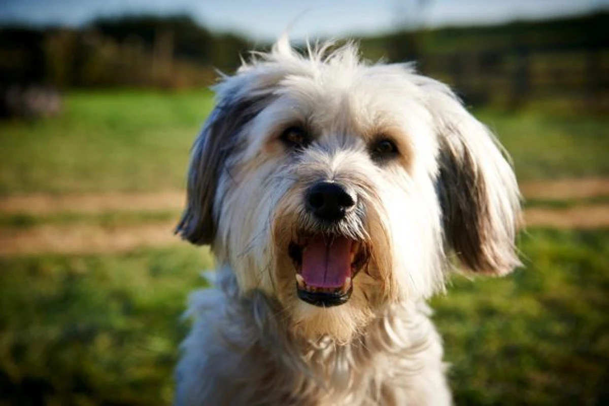 Povestea lui Pudsey, câinele de care se îndrăgostise o națiune întreagă