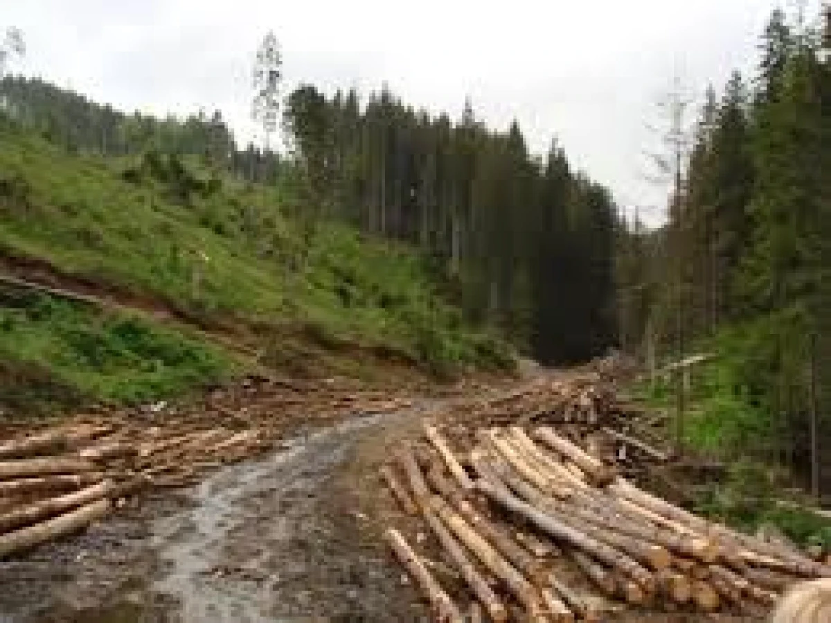 PREȚUL DERIZORIU PENTRU CARE ROMÂNII ÎȘI VÂND PĂDURILE