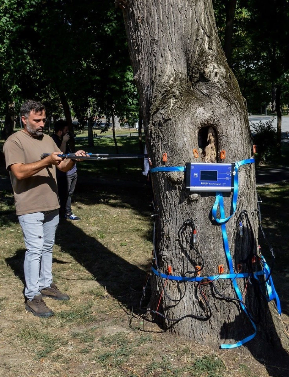 Primăria Arad a achiziționat un tomograf cu ajutorul căruia se vor scana copacii