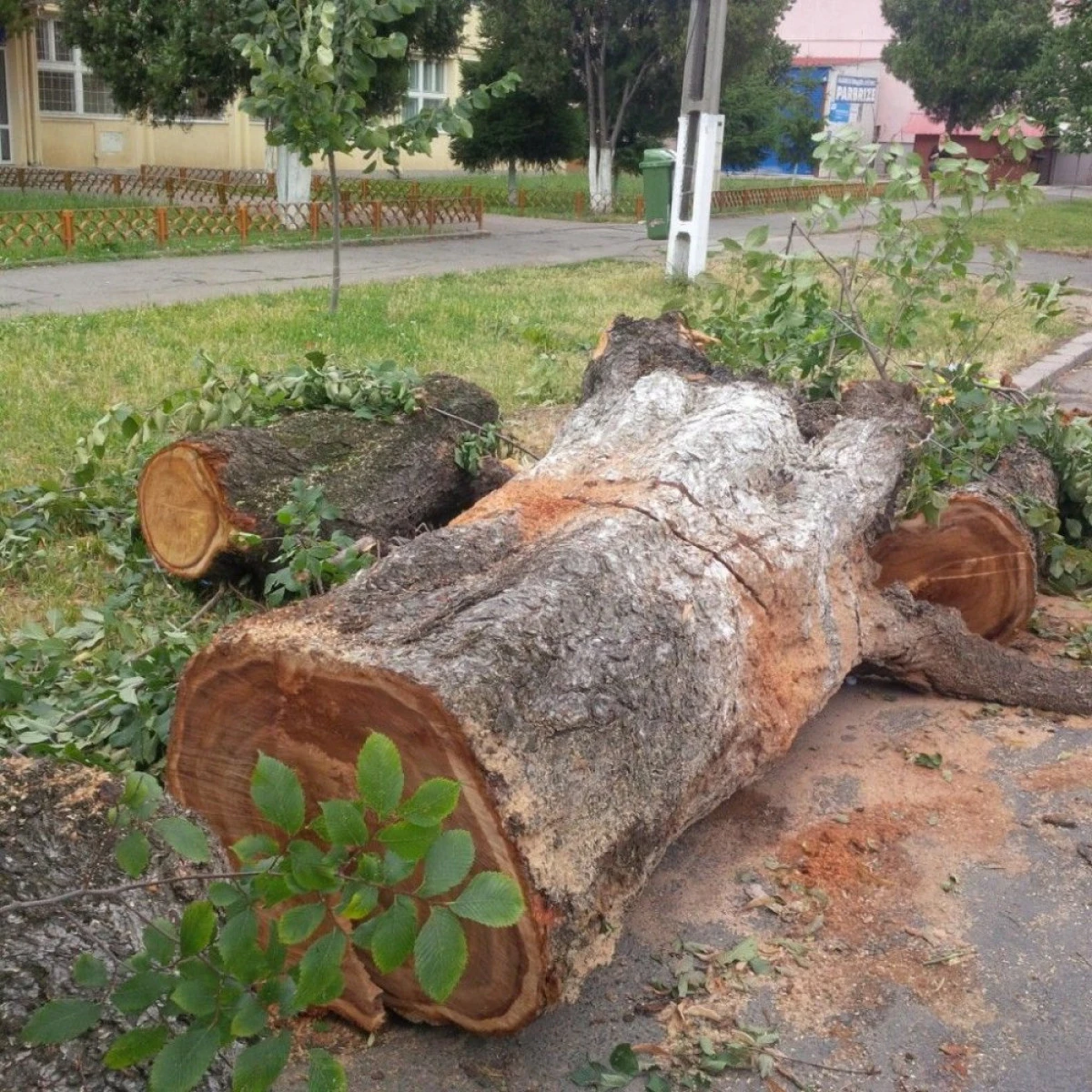 PRIMARIA ARAD: NU AU FOST DEPUSE SESIZARI PENTRU ARBORII DIN APROPIEREA SCOLII GENERALE NR. 4