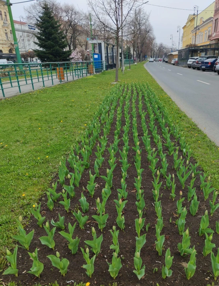 Primăria face apel la arădeni să nu mai smulgă lalelele plantate în centrul orașului