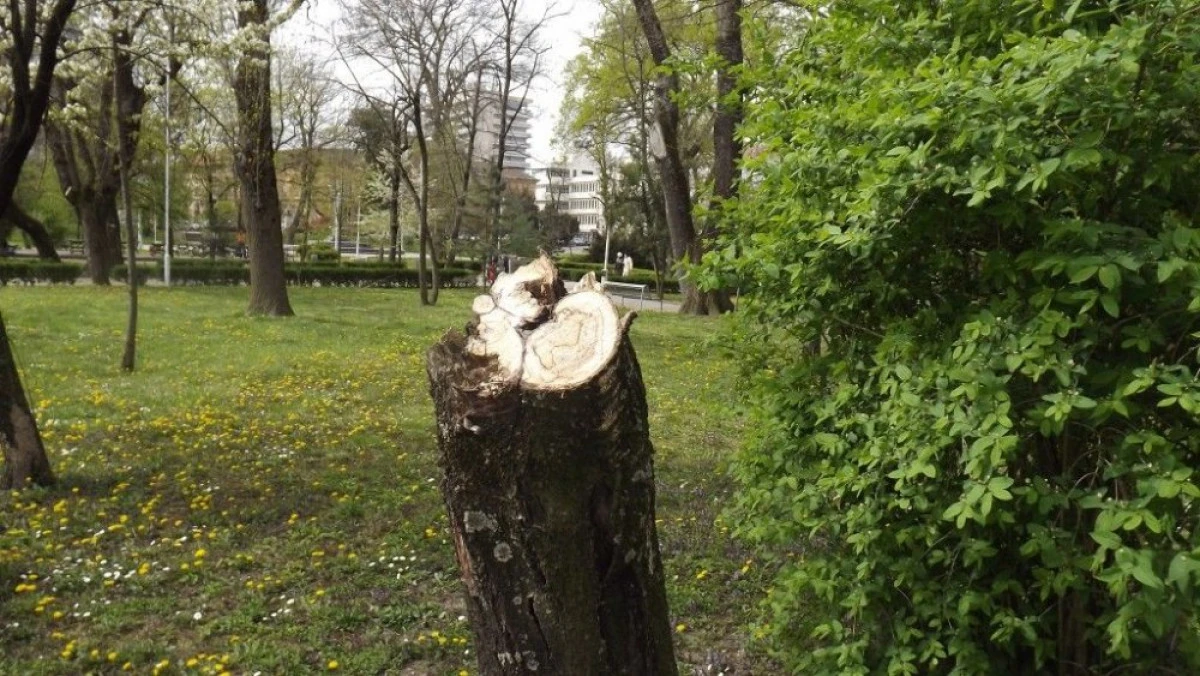 Primăria promite că va planta trei copaci în locul fiecărui copac uscat din municipiu