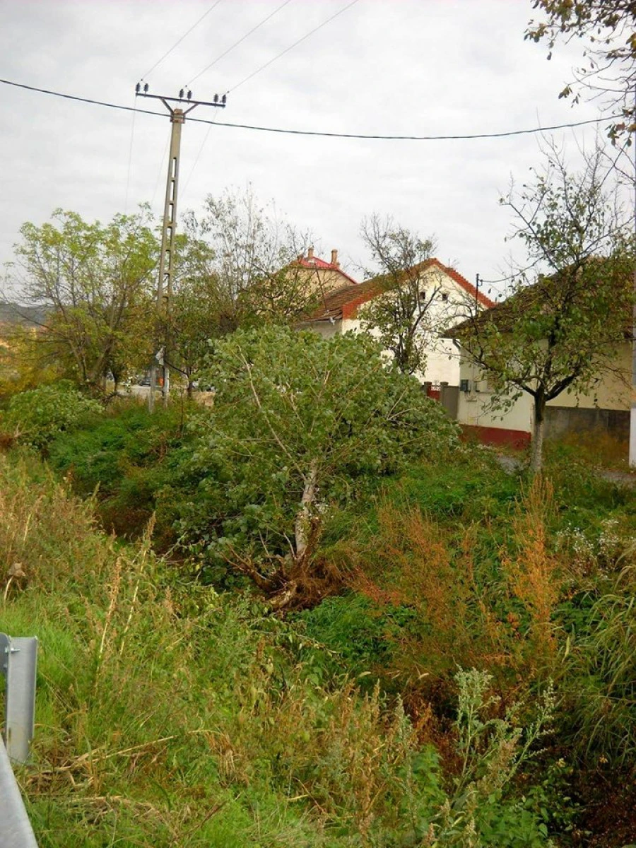 Primarul din Covăsînţ preia modelul „Falcă”. Taie toţi copacii!