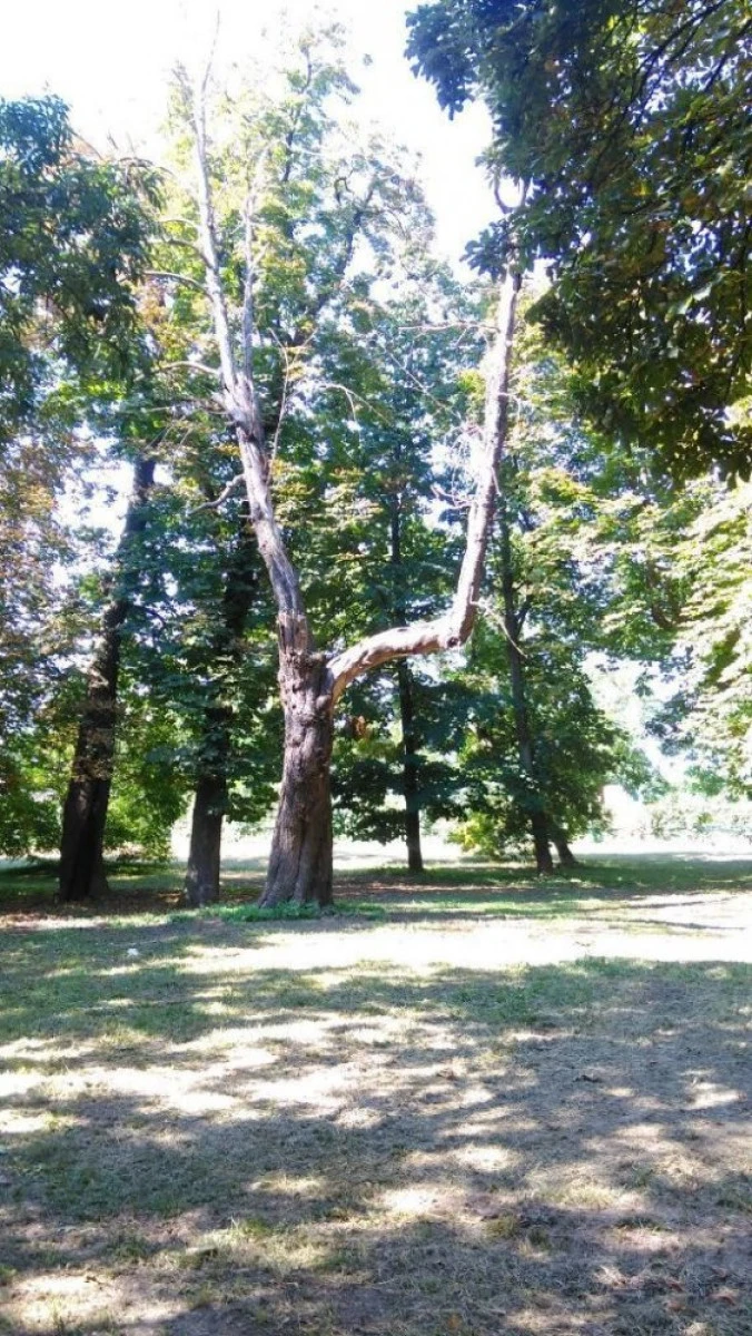PRIMIM SPRE PUBLICARE: PARCUL DIN INEU, O PATĂ PE OBRAZUL ADMINISTRAŢIEI LOCALE