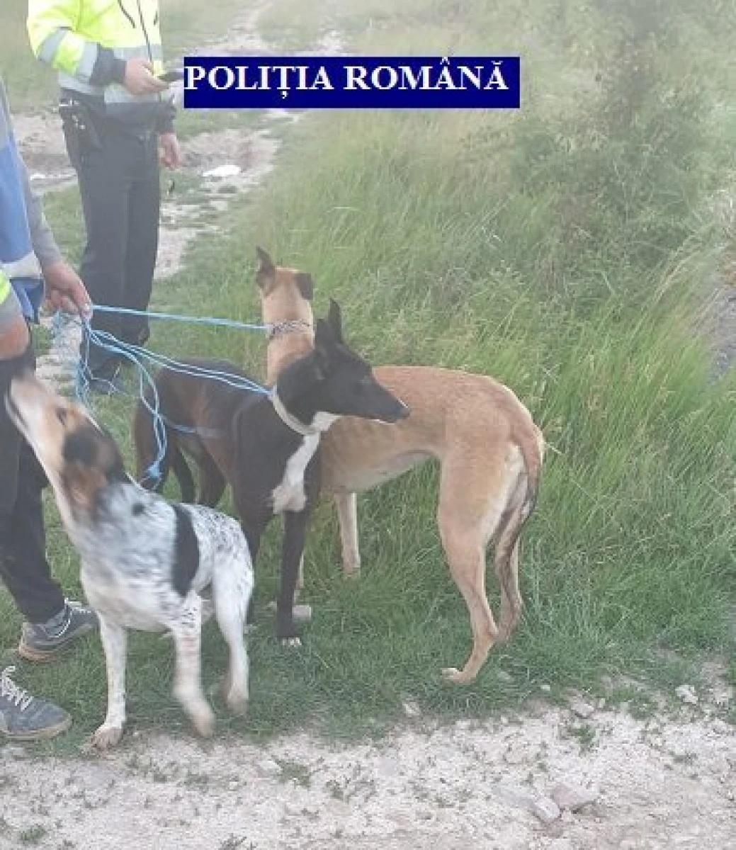 Prinși cu ogari, pe fondul de vânătoare din Berechiu