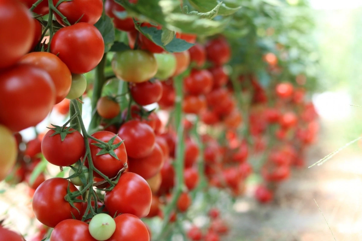 Programul Tomata: Fermieri eligibili vor primi câte 3000 de euro pentru 1000 mp cultivaţi