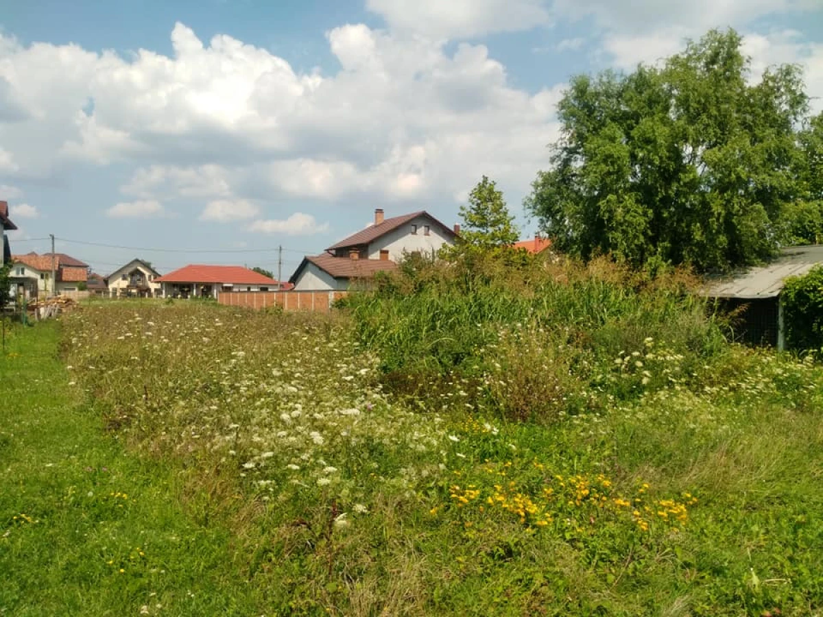 Proprietarii de terenuri din Arad sunt obligați să elimine ambrozia. Amenzile ajung la 20.000 de lei