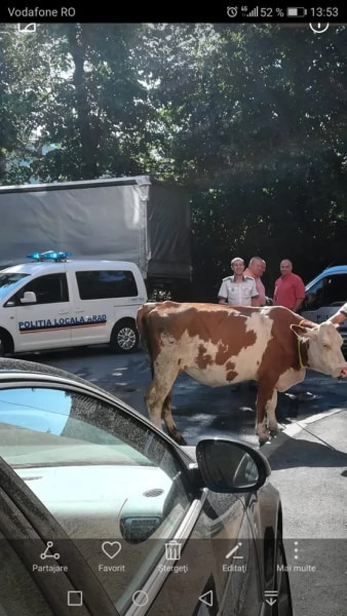 Proprietarul vacii care se plimba pe centru, amendat de polițiști