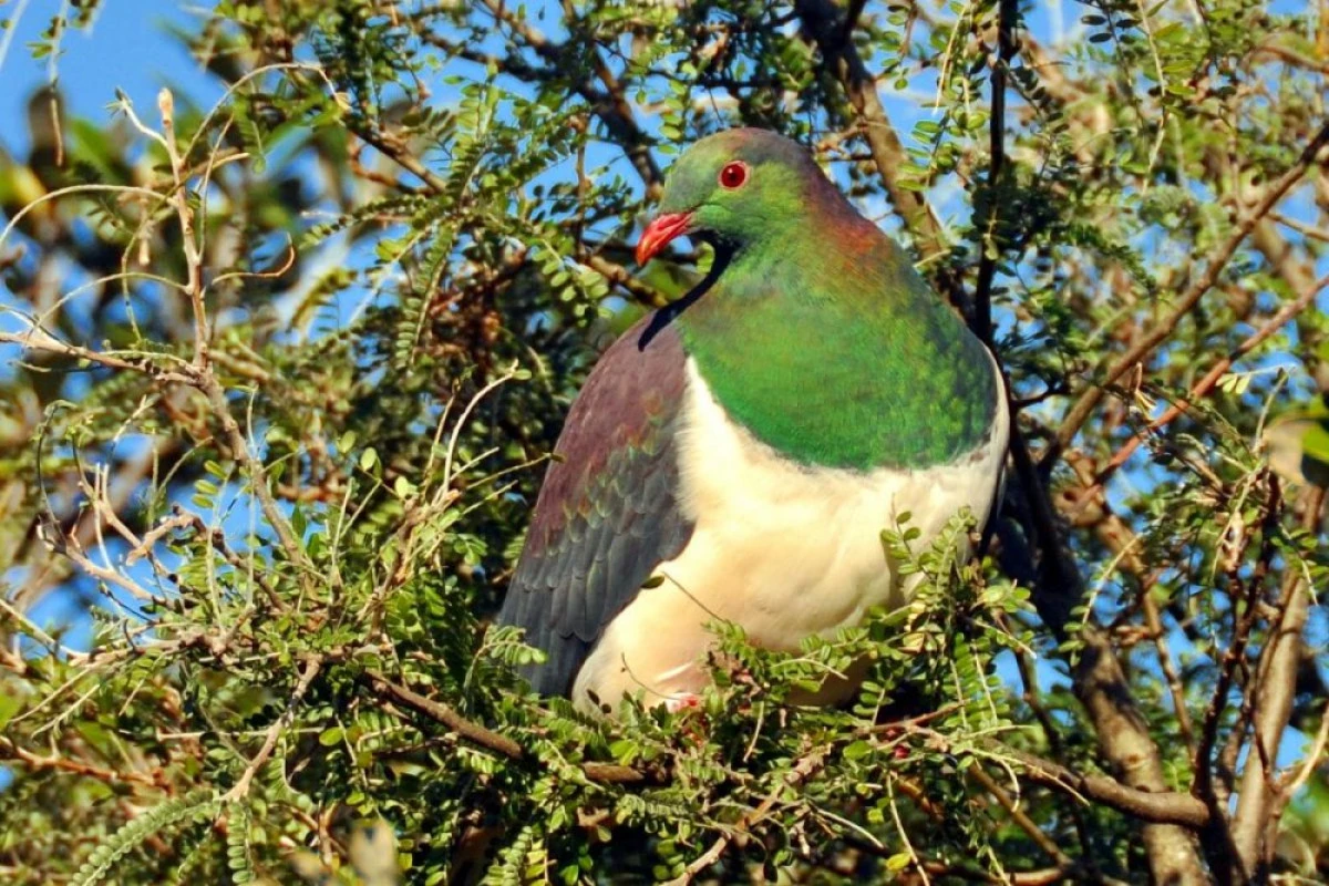 Prumbelul kereru, ''Pasărea Anului'' în Noua Zeelandă