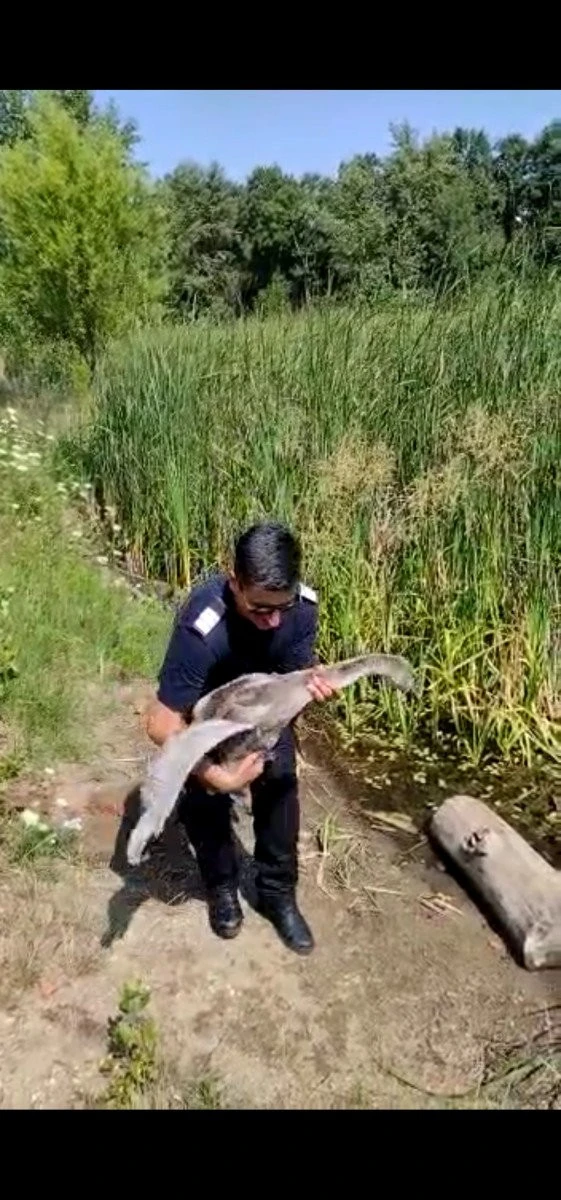 Pui de lebădă, salvat de pompierii arădeni