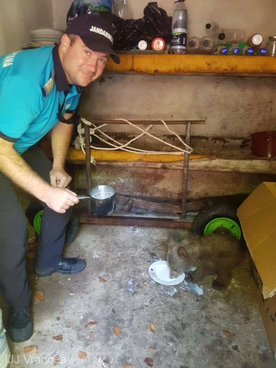 Pui de urs, salvat din mijlocul râului Putna