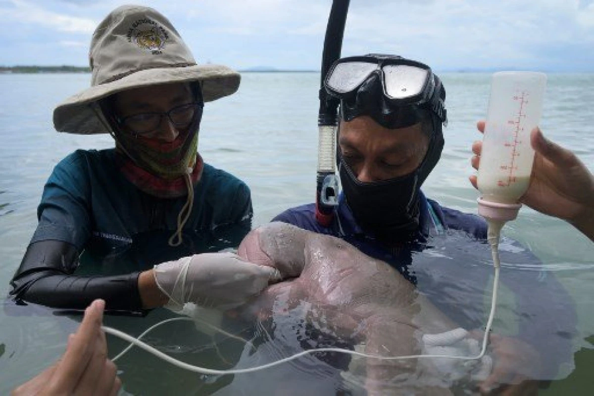 Puiul de dugong Mariam, salvat în Thailanda, a murit