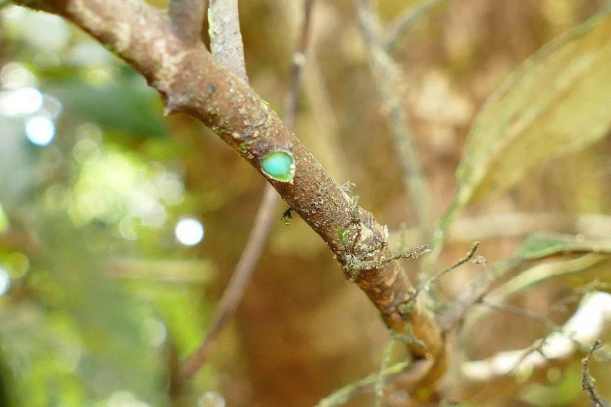 Pycnandra Acuminata, arborele tropical din care curge nichel