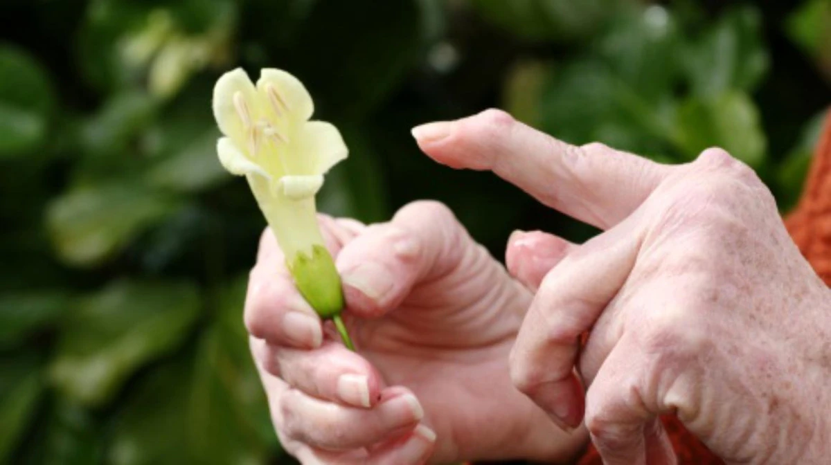 Remedii naturiste care pot încetini evoluția artrozei