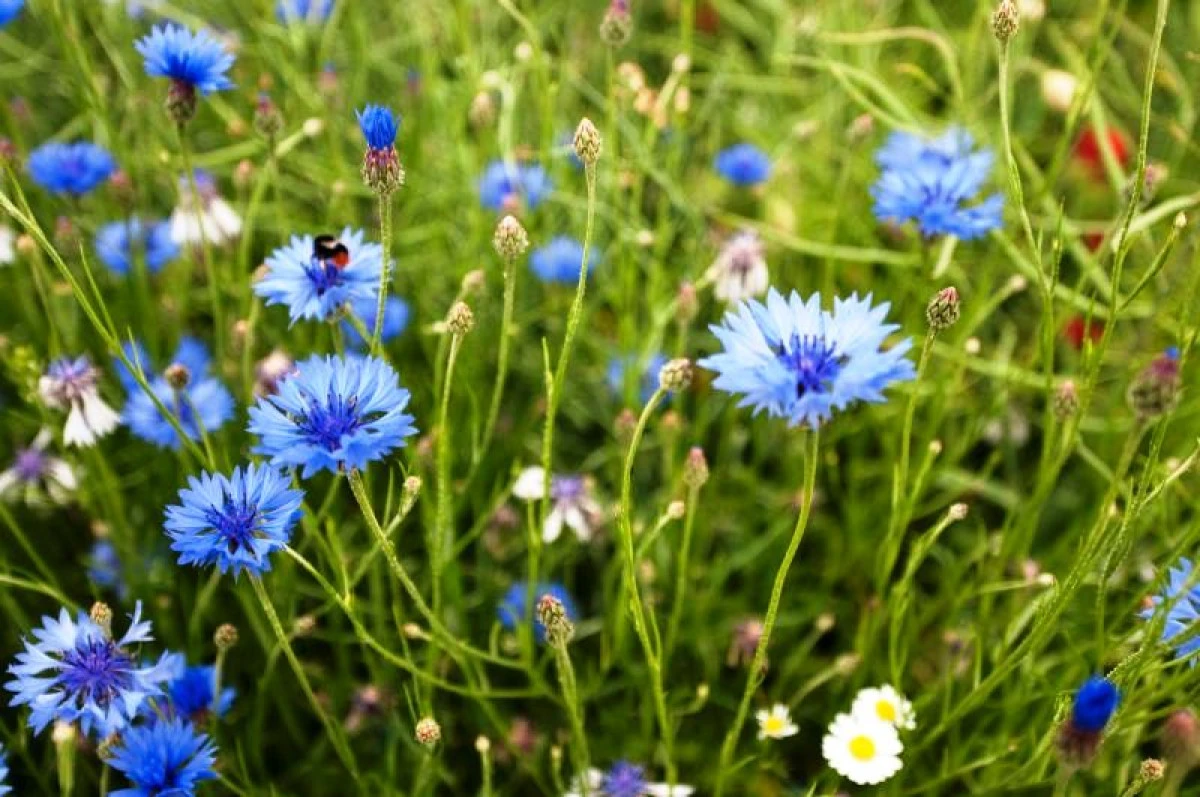 Remediile naturale preparate din albăstrele susţin sănătatea rinichilor