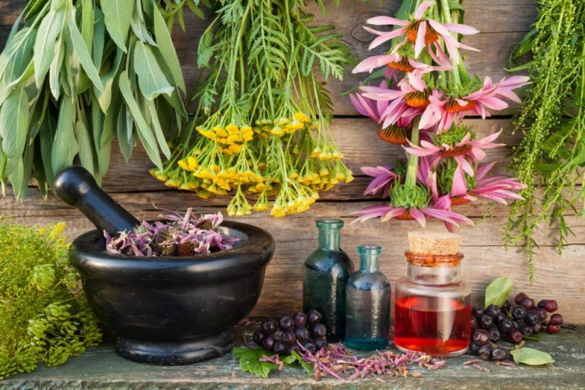 Remediu pe bază de plante apreciat încă din Evul Mediu