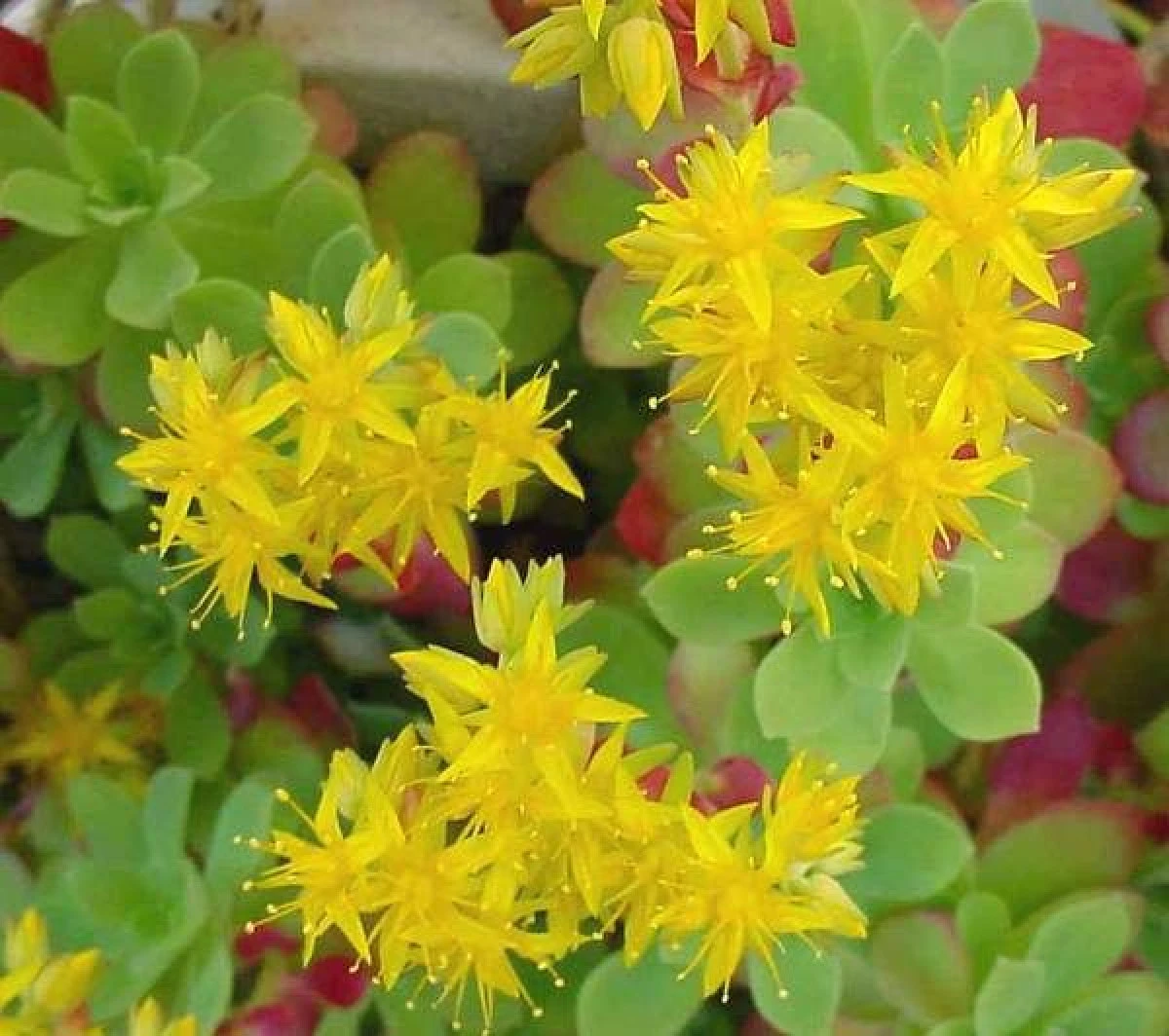 RHODIOLA LUPTĂ ÎMPOTRIVA DEPRESIEI ŞI ÎNTĂREŞTE IMUNITATEA