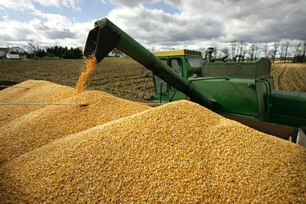 România a devenit cel mai mare producător de porumb din Europa