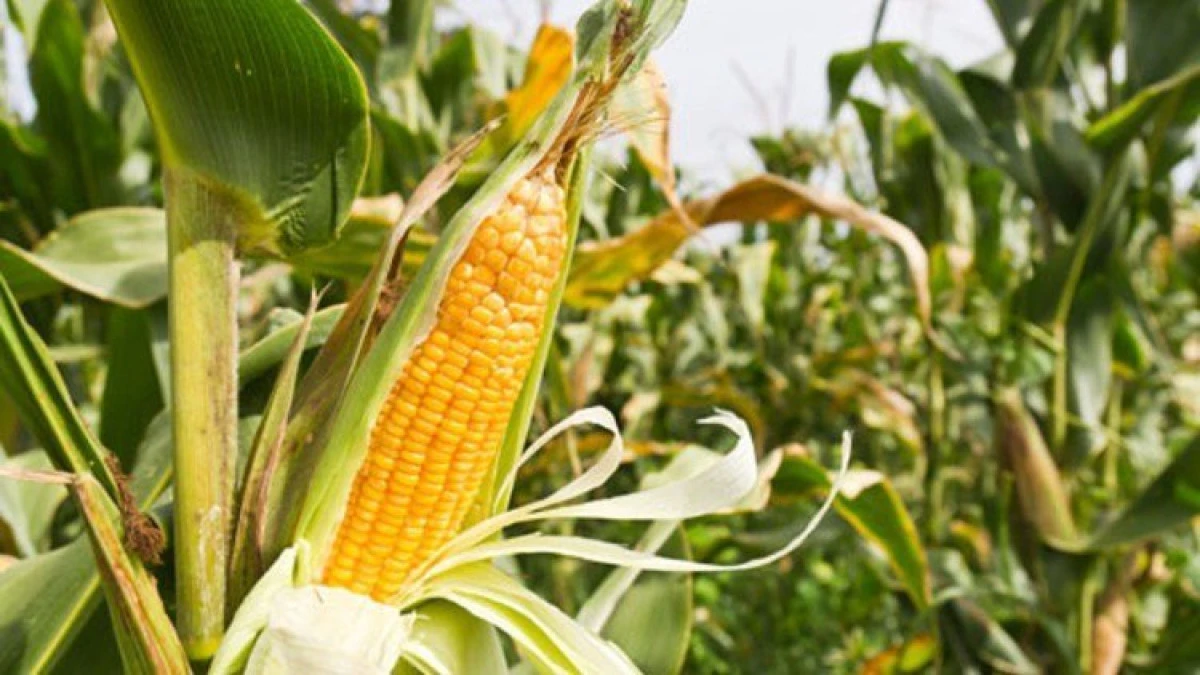 România ar putea avea cea mai mică producție de porumb din ultimii 11 ani