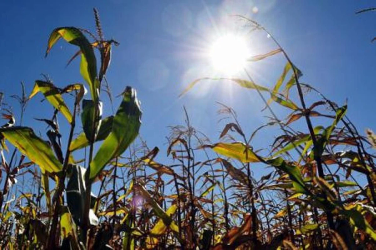 ROMANIA, PE PRIMUL LOC IN UE LA SUPRAFATA CULTIVATA CU PORUMB SI PE LOCUL DOI IN FUNCTIE DE PRODUCTIA OBTINUTA, IN 2014