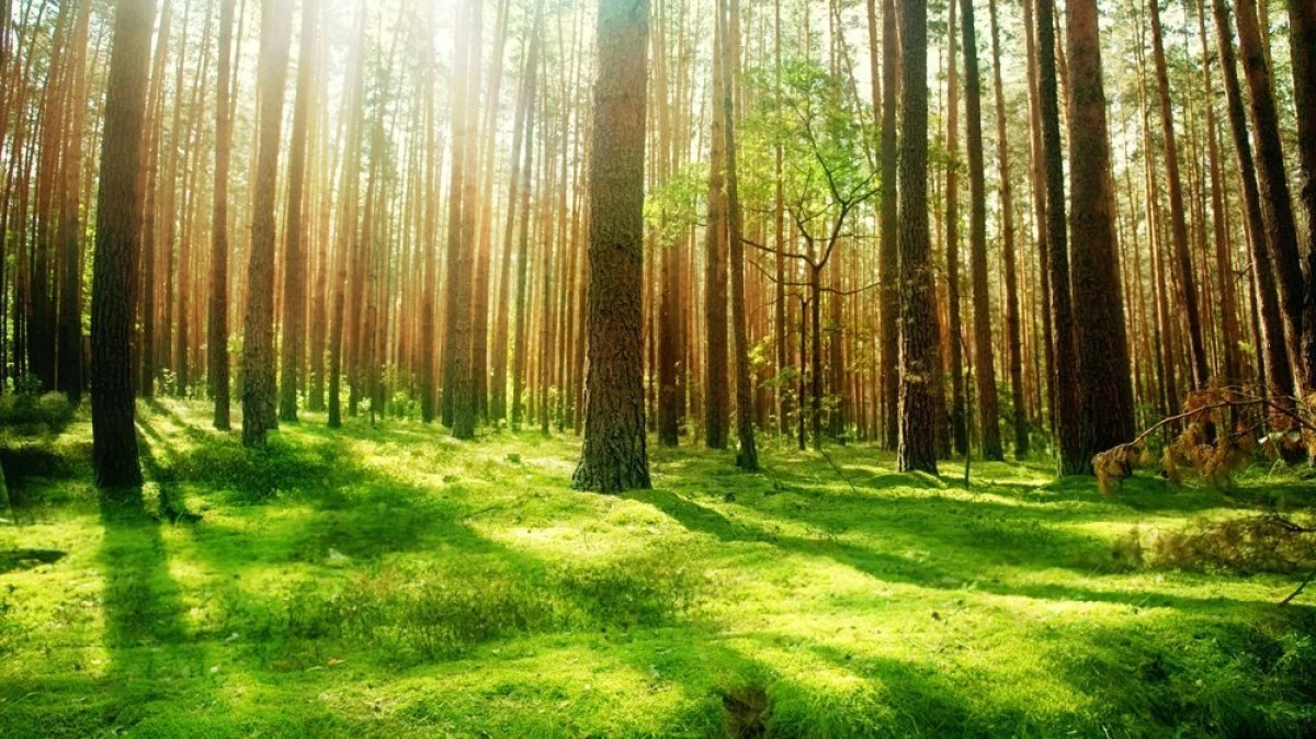 Românii care au terenuri arabile pot primi 10.000 de euro, dacă le transformă în păduri