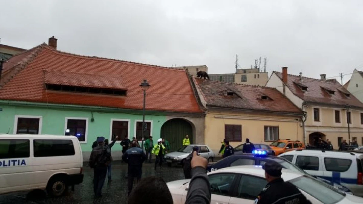 ROMÂNII TAXEAZĂ DUR INCOMPETENȚA AUTORITĂȚILOR ÎN CAZUL URSULUI DIN SIBIU