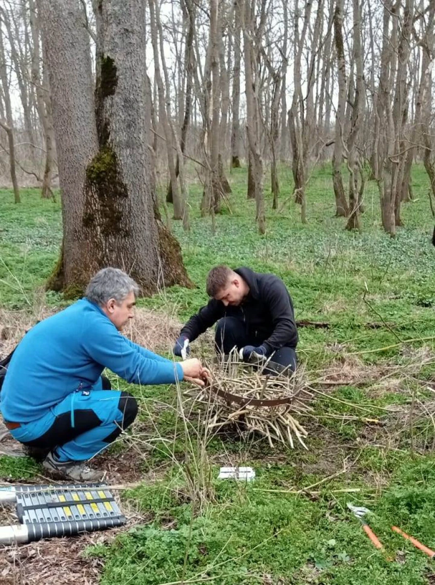 Romsilva a montat în Parcul Natural Lunca Mureșului 120 de cuiburi artificiale pentru păsări