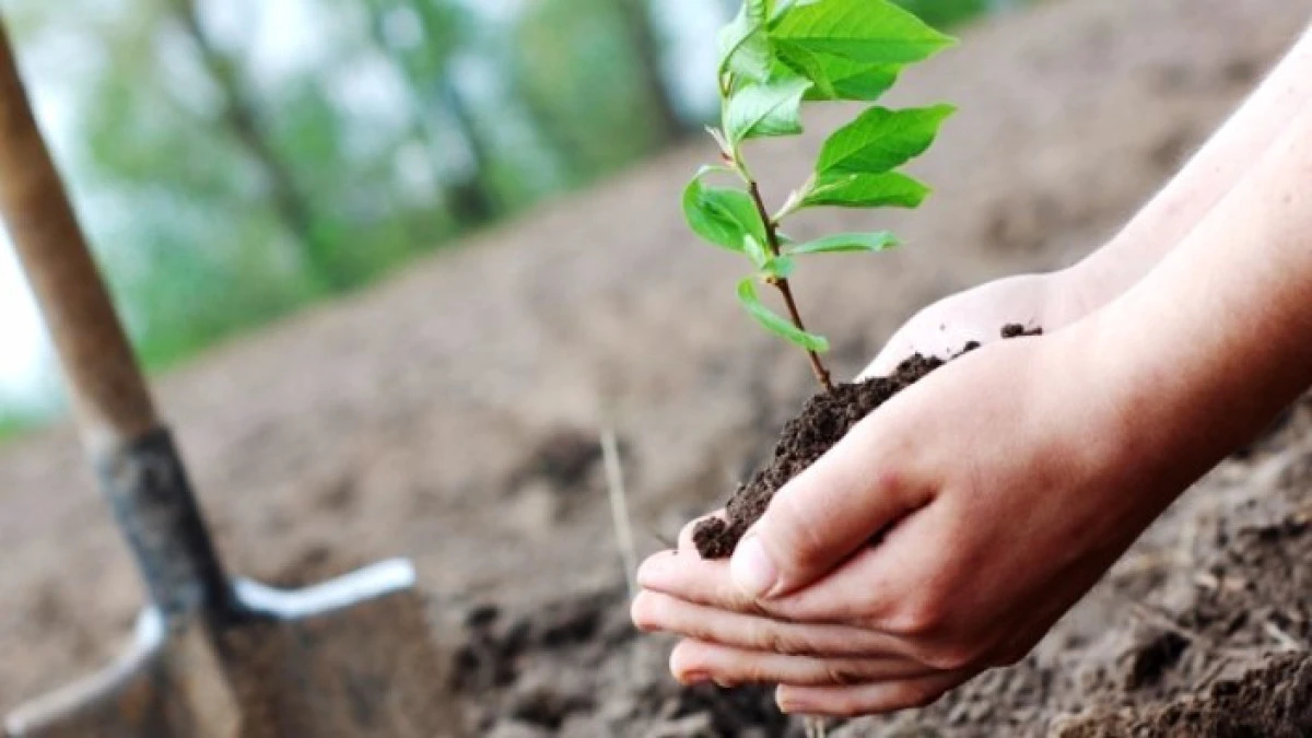 Romsilva a plantat peste 27 milioane de puieți forestieri în campania de împăduriri de primăvară   