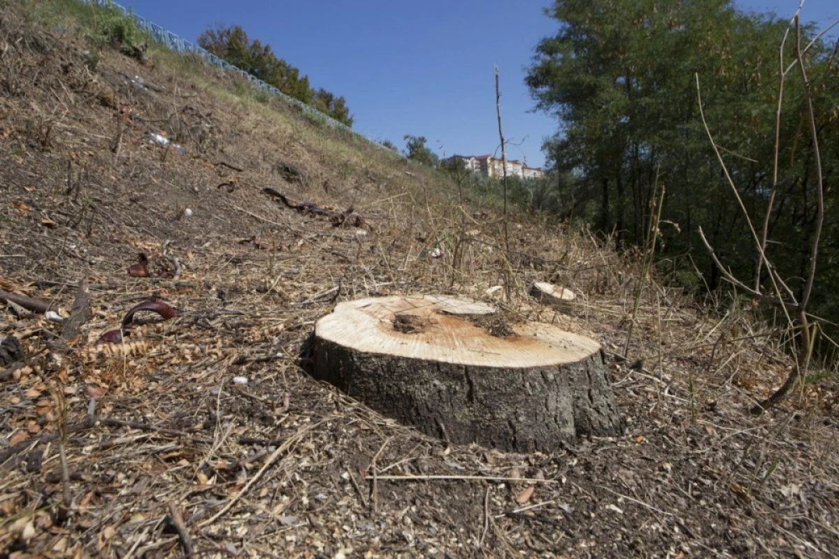 Romsilva nu a reîmpădurit cele 500.000 de hectare de teren prevăzute de lege