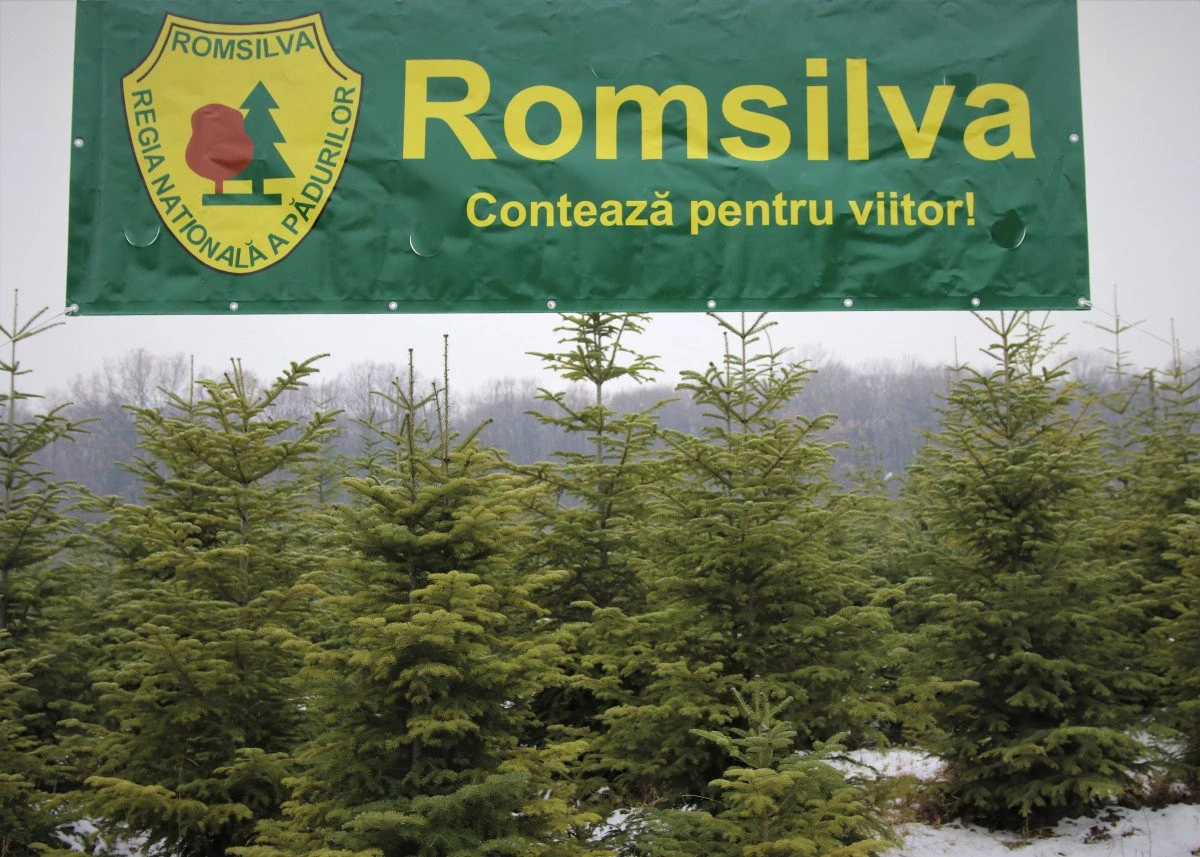 Romsilva oferă la vânzare peste 18 de mii de pomi de Crăciun, în sezonul sărbătorilor de iarnă   