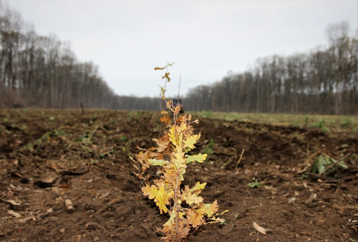 Romsilva plantează peste 3,5 milioane de puieți forestieri în campania de împăduriri de toamnă