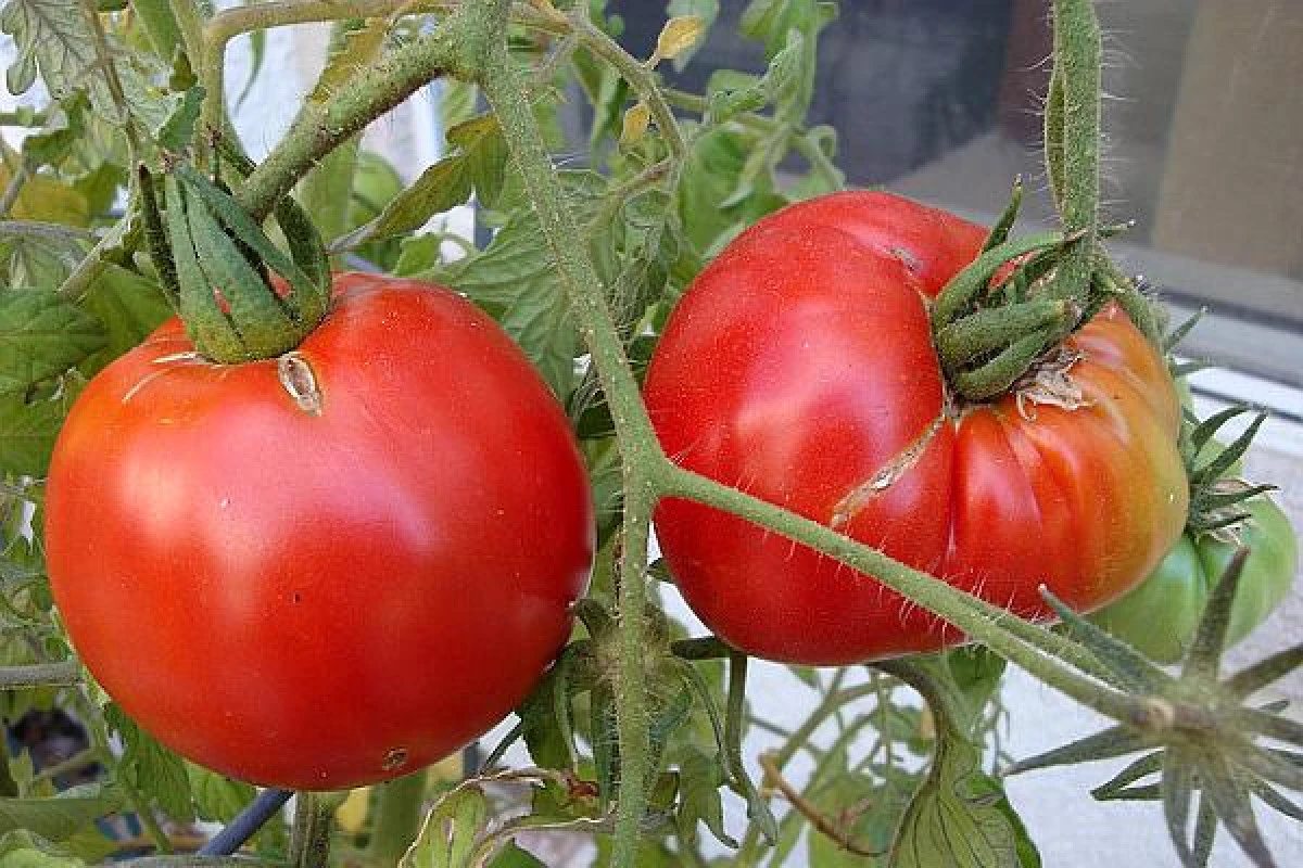 Roșii contaminate cu pesticide, retrase de la comercializare