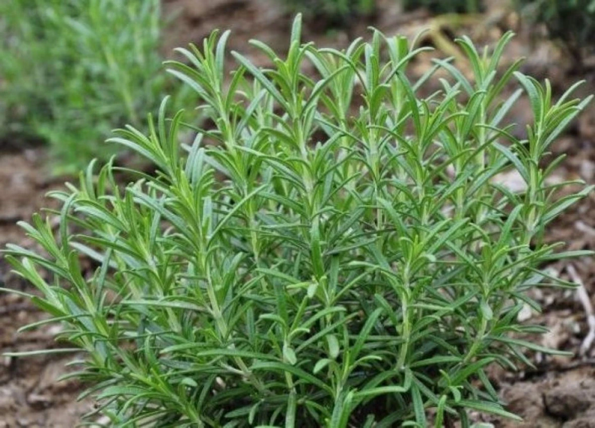 Rozmarinul favorizează eliminarea toxinelor