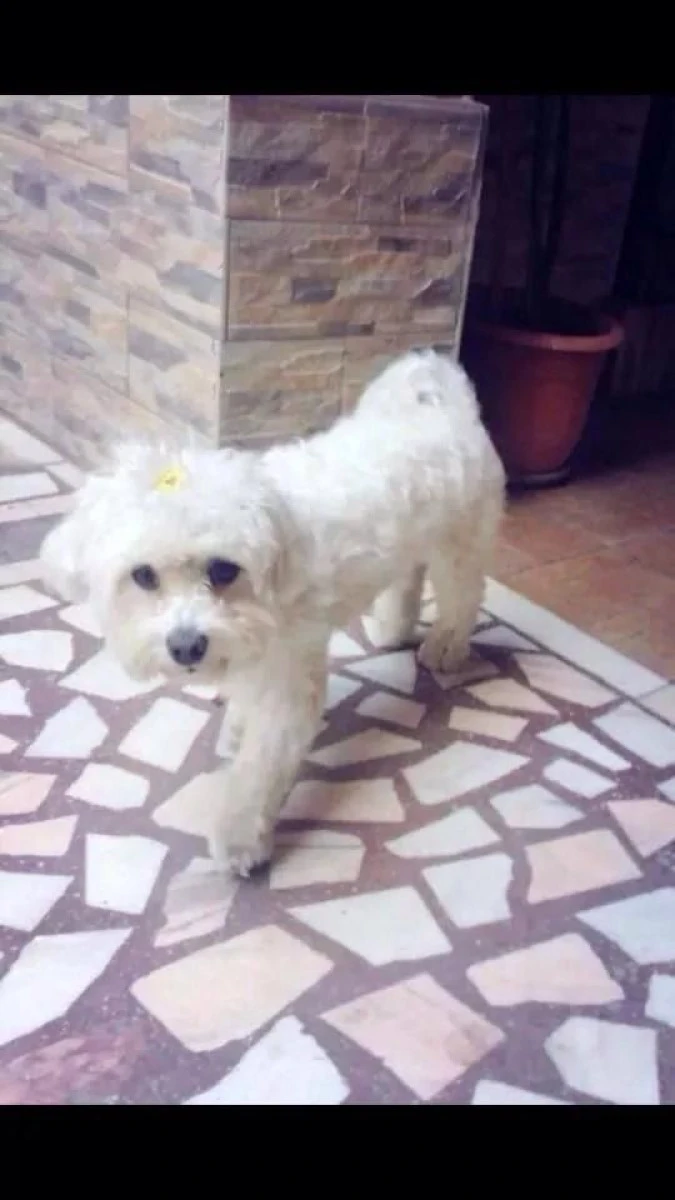 S-A PIERDUT UN BICHON BOLOGNEZ. SE OFERA RECOMPENSA