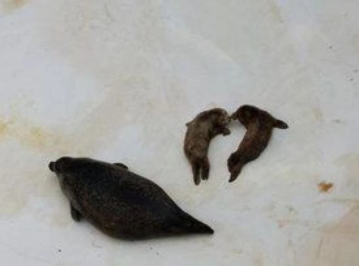 S-AU NASCUT PRIMII PUI DE FOCA GEMENI